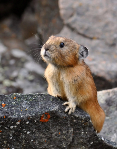 pika